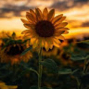 Meet your Posher, Darlene